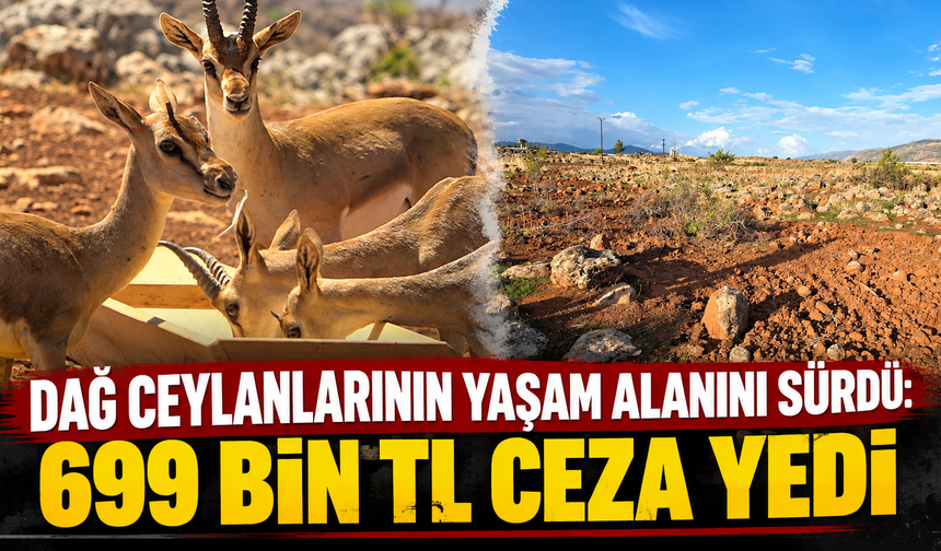 Dağ ceylanlarının yaşam alanını sürdü: 699 bin TL ceza yedi