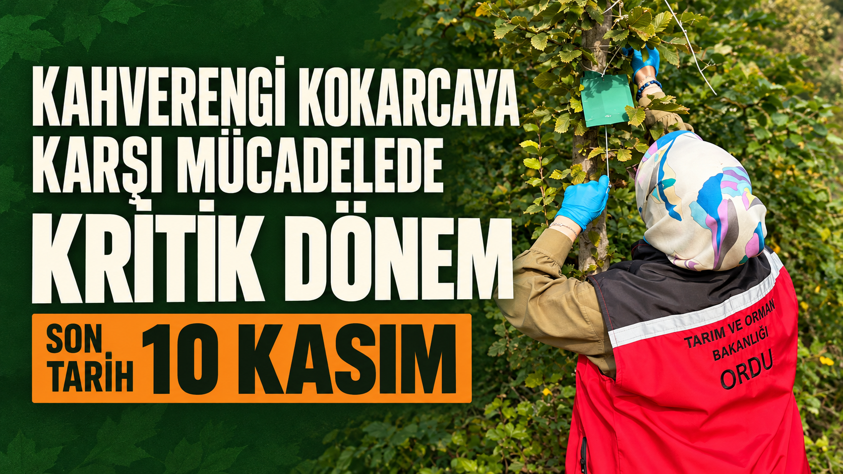 Kahverengi kokarcaya karşı mücadelede kritik dönem: Son tarih 10 Kasım